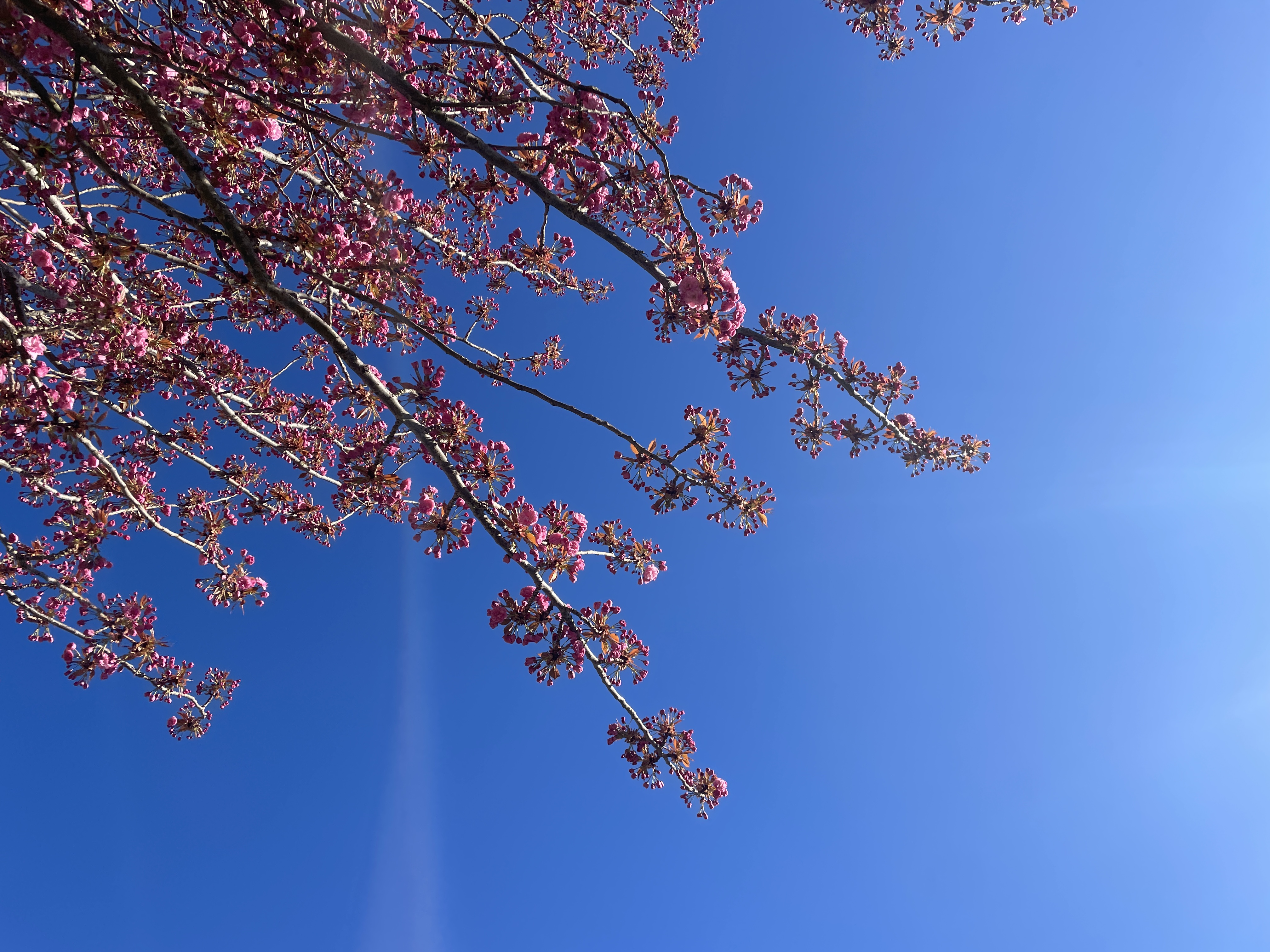 spring is in the air